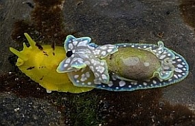 Seaslugs in Tenerife - Tylodina perversa & Micromelo undata © Teresa Farino